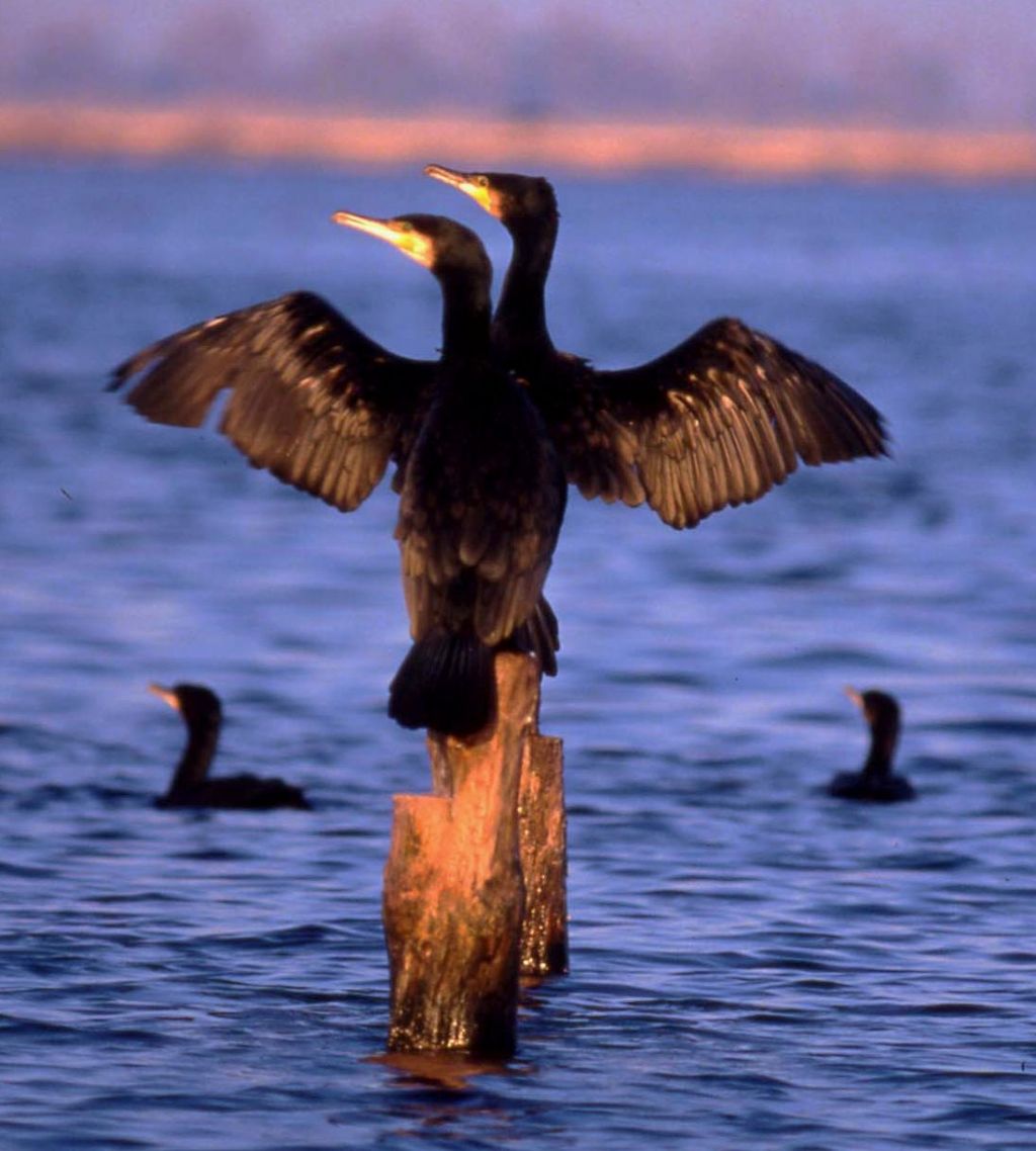 Phalacrocorax carbo (187)